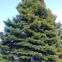 ケヤキの画像