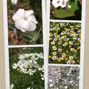 カモミール,オルレア,かすみ草 宿根,八重ドクダミ,白い花の画像
