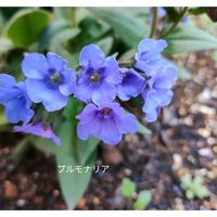 プルモナリアの画像
