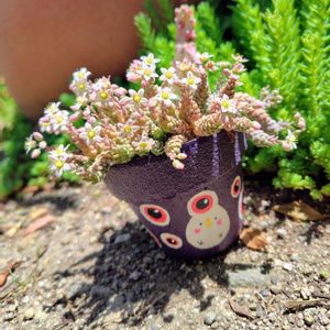 セダム属 マジョール,姫珊瑚,多肉植物,大好き,かわいい♡の画像