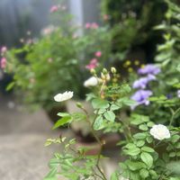 極小ミニバラ・みさき,庭の花,ミニ薔薇,花のある暮らし,サンルームの画像