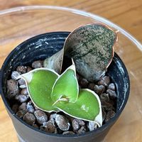 サンスベリア,観葉植物,ハイドロカルチャー,ドラセナ属,キジカクシ科の画像