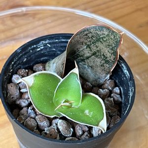 サンスベリア,観葉植物,ハイドロカルチャー,ドラセナ属,キジカクシ科の画像