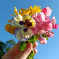 パンジー・ビオラ,ユリオプスデージー,ベコニア,花のある暮らし,幸せな時間の画像