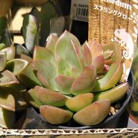 多肉,多肉植物,小さなお庭,多肉ビギナーの画像