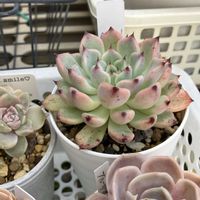 ヨカヨカ✨,多肉寄せ植え,エケベリア属,多肉棚,多肉植物のある暮らしの画像