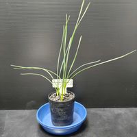 パンクラチウム　マリティマム,パンクラチウム　マリティマム,観葉植物,実生,観葉植物を楽しむの画像