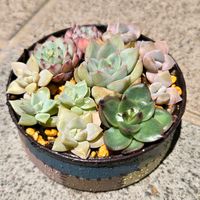 エケベリア,エケベリア,多肉植物 寄せ植え,寄せ植え,多肉植物の画像