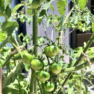 ミニトマト,フルティカ,アイコ,プランター菜園,ベランダ菜園の画像