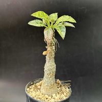 多肉植物,観葉植物,塊根植物,コーデックス,珍奇植物の画像