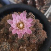 サボテン,コウモリラン,ビカクシダ,白檀,羅星丸の画像