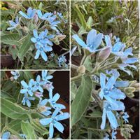 ブルースター,感謝,こぼれ種,花のある暮らし,ありがとう♡の画像