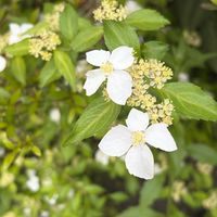 花のある暮らし,保養所にての画像