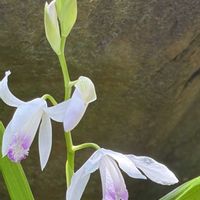 花のある暮らし,みどりのある暮らし,会津若松,GREEN UP!の画像