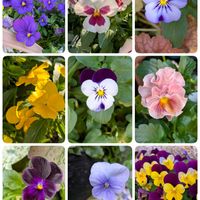 花のある暮らし,北向き玄関,富山支部,仕事帰りにの画像