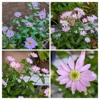 ミヤコワスレ,花のある暮らし,咲いてくれてありがとう❤,今日のお花,胸キュンの画像