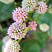 ヒメツルソバ,金平糖,大好き,雑草,つる性植物の画像