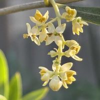 オリーブ,オリーブの花,GSに感謝。,チーム岐阜,ユーミンつながりの画像