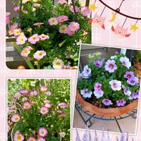 カリブラコア,マーガレット,花のある暮らし,おうち園芸の画像