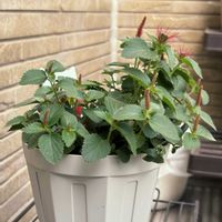 キャットテール,観葉植物,ベランダの画像