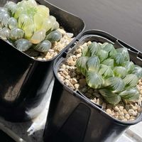 ハオルチア,ハオルチア,オブツーサ錦,多肉植物,観葉植物の画像