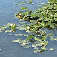 コウホネ,コウホネの画像