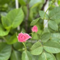 バラ,ガーデニング,花のある暮らし,ばら バラ 薔薇,庭の画像