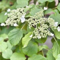 ツルアジサイ,白い花,花のある暮らし,庭の画像