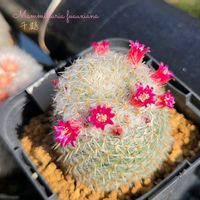 サボテン,琴爪菊,月影丸,オスクラリア属 琴爪菊,マミラリア 月影丸の画像
