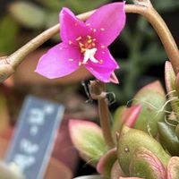 バラ,桜吹雪,サルナシ,いちご,セダム　サンゴジユ錦の画像