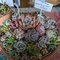 オーロラ,虹の玉,多肉植物 寄せ植え,プリンセスパール,多肉植物いろいろの画像