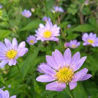 イチハツ,ミヤコワスレ,都忘れ,地植え,山野草の画像