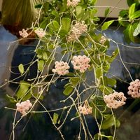 ホヤ・ロツンディフォリア,ホヤ・ロツンディフローラ,観葉植物,ホヤ,つる性植物の画像