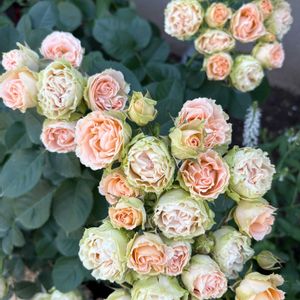 バラ,アンティークレース,バラを楽しむ,ばら バラ 薔薇の画像