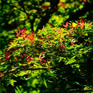 イロハモミジ,イロハモミジ,今日の一枚,おでかけさき,稲佐山公園の画像