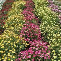 ノースポール,バラ,ボンザマーガレット,京都府立植物園,バラ園の画像