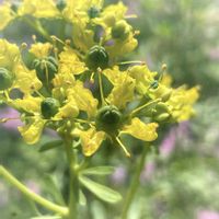 フェンネル,ヘンルーダ（ルー）,鉢植え,心にメローイエロー,北陸頑張って♡♡♡の画像