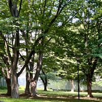 ケヤキ,癒し,清々しい,爽やか,木陰での画像