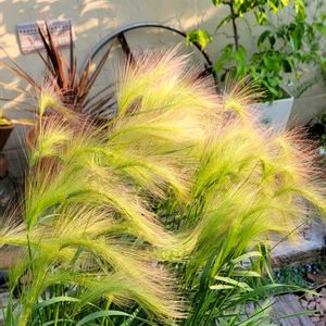 リーフ好き☘.۰•゜,地植え,かわいいな♡,ひとめぼれ♡,お花好きの画像