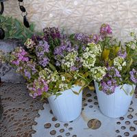 スイートアリッサム ,寄せ植え,多肉植物,多肉寄せ植え,ガーデニングの画像