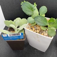 カランコエ,子宝草,多肉植物,子株,ダイソーの画像