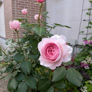 咲いた！,今日の一枚,バラを楽しむ,おうち園芸の画像
