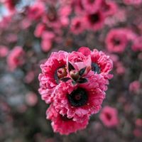 ギョリュウバイ,ギョリュウバイ,花のある暮らし,植物好き,自然の不思議の画像