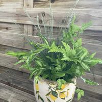 プテリス,フェスツカ グラウカ,寄せ植え,観葉植物,小花会の画像