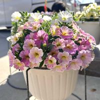 ミリオンベル,ミリオンベル,鉢植え,初心者,玄関の画像