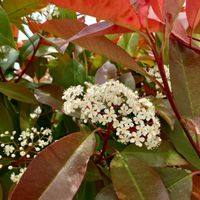 レッドロビン,ベニカナメモチ, ベニカナメ ,常緑低木,植栽の画像
