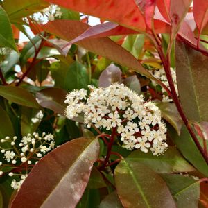 レッドロビン,ベニカナメモチ, ベニカナメ ,常緑低木,植栽の画像