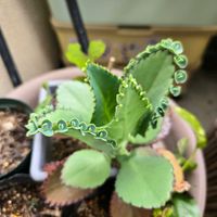 子宝弁慶草,子宝弁慶草,鉢植え,今日の一枚,ベランダの画像