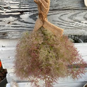 スモークツリー,手作り スワッグ,スワッグ,元気もらえる,お花大好き♡の画像