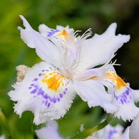 シャガ,シャガ,裏庭,敷地内の画像